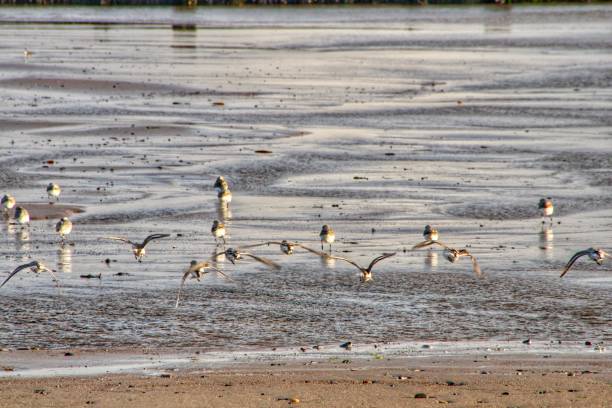 birds being birds by the sea - 5105 imagens e fotografias de stock