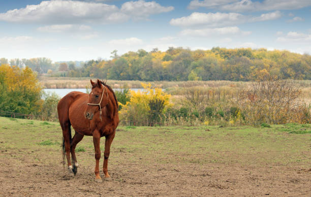 brown horse on pasture autumn season - serbia horse nature landscape imagens e fotografias de stock