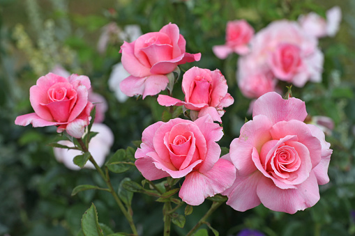 Pink bush rose, Rosa 'Tickled Pink'  in flower