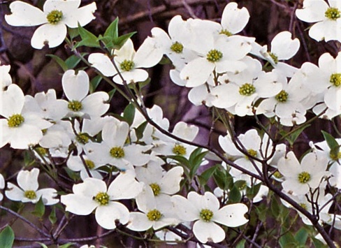 Close-up of white dogwood blossoms.