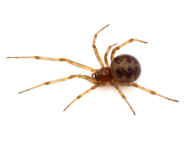 istock Triangulate cobweb spider isolated on white background, Steatoda triangulosa 1627490471