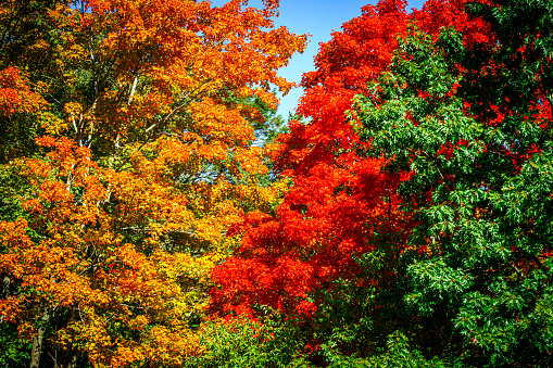 Wallpaper with autumn colors. Red leaf with forest unfocused.