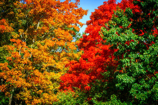 Colorful autumn treetops in fall foliage stock photo