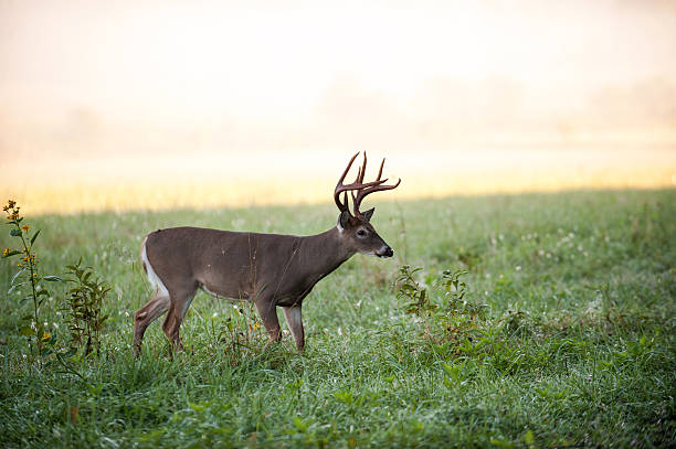 istock White-tailed deer buck in a meadow 162749966