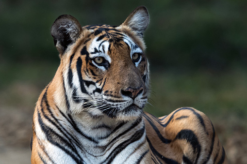 Tigress Portrait in sitting position, looking into the lens