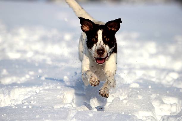 Half-breed hunting dog running in snow and is very happy