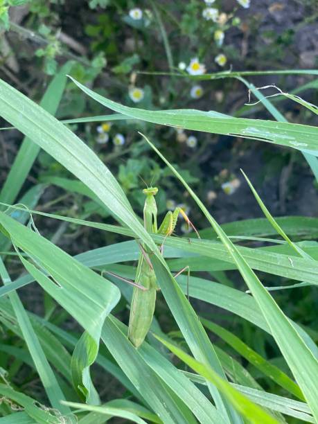 istock green praying mantis close-up 1627506731