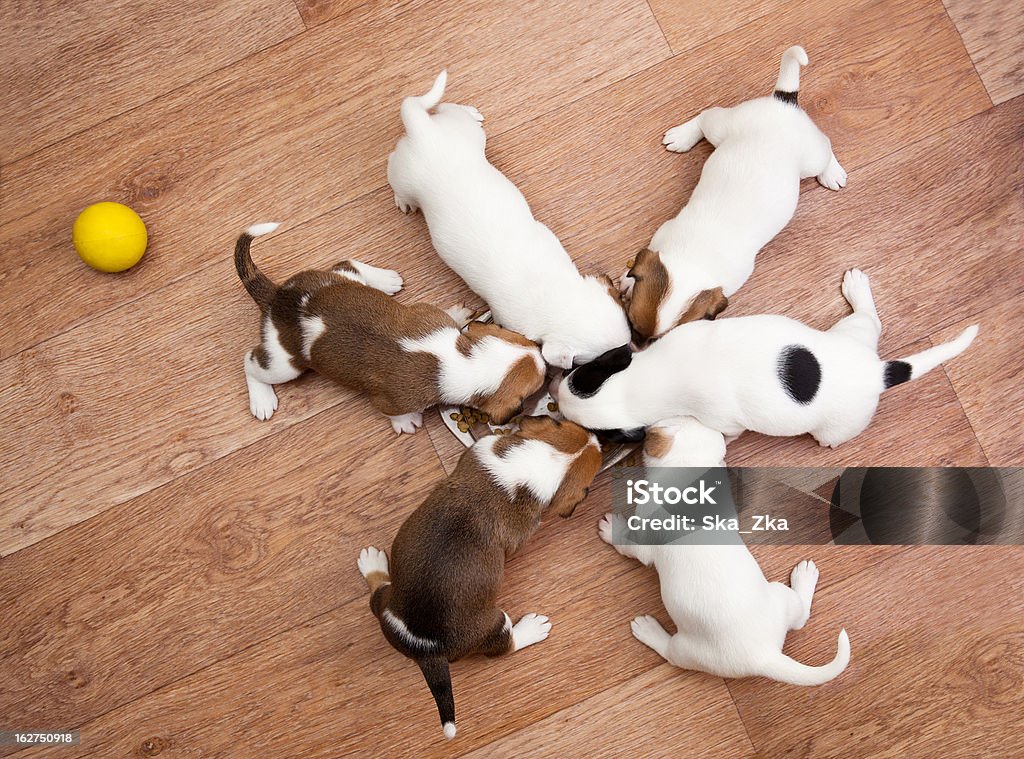 puppies 2 months old puppies 2 months old, eating from the plate Animal Stock Photo