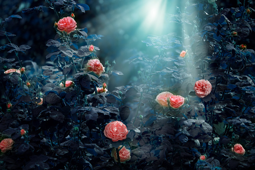 Blooming pink rose flowers in fabulous night mystical garden on mysterious fairy tale spring or summer floral background with moon light and rays, fantasy amazing nature dreamy landscape