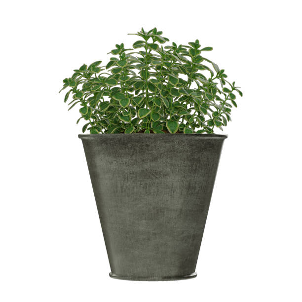 istock plant in pot isolated on white background 1627553708