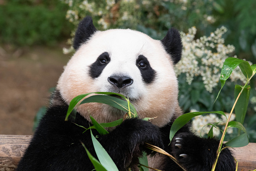 Giant panda walking on the ground in the bush