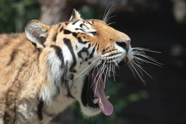 istock Happy Amur Tiger relaxing on the beam 1627596094