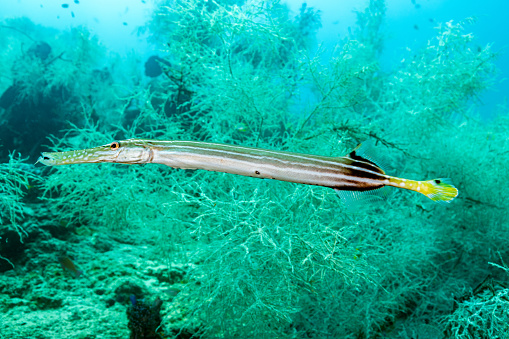 Chinese Trumpetfish Aulostomus chinensis occurs throughout the tropical Indo-Pacific Region east of India including Easter Island in a depth range from 3-122m, usually found in clear shallow water, feeding on small fishes and shrimps, max. length 80cm, common length 60cm. The species occurs in many color variations as orange, brown, grey-brown speckled and rarely almost black. Some are uniformly bright yellow. The species has the ability to lighten or darken the color to blend in with the background.  \nThis specimen swims along a black coral forest of a remote reef at the southern part of Triton Bay. \nWestpapua, Indonesia, 4°0'49.848 S 134°12'13.116 E at 12m depth