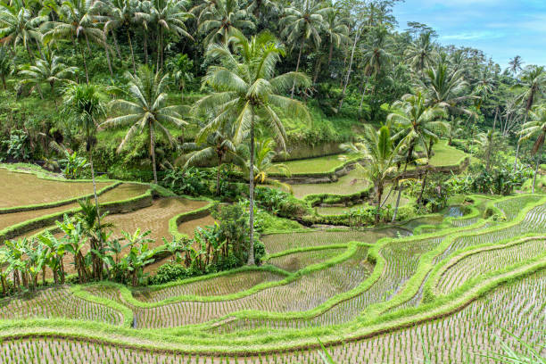 istock Tegalalang Rice Terrace 1627605946