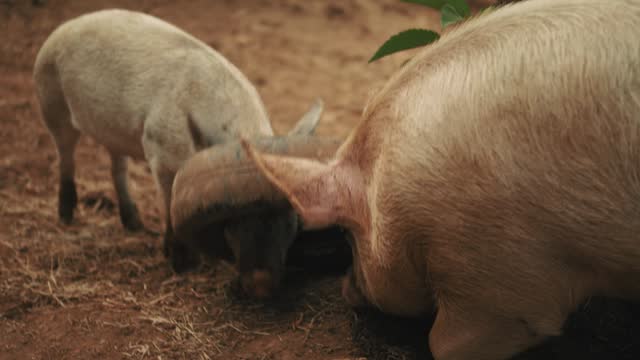 Cinematic video of pigs playing together