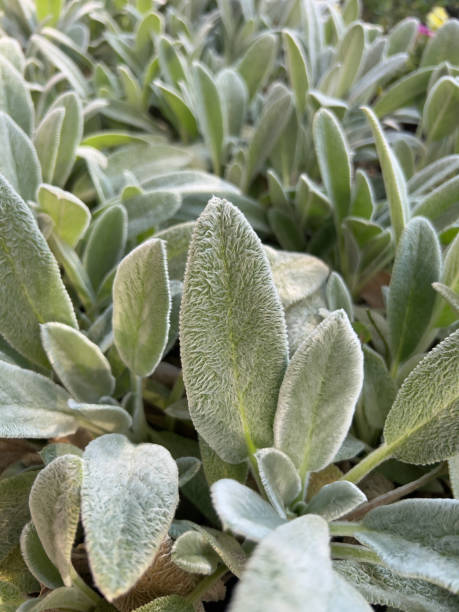 istock Lamb's Ear Stachys Byzantina 1627632723