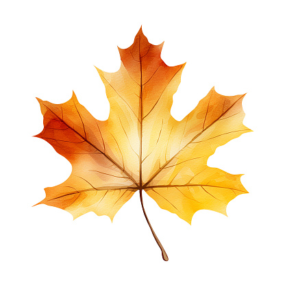 Maple autumn watercolor leaf isolated on a white background. Botanical element design.
