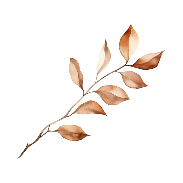 istock Brown autumn plant branch watercolor isolated on a white background. Botanical element design. 1627636881