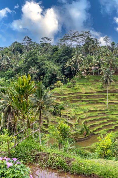 istock Tegalalang Rice Terrace 1627641898