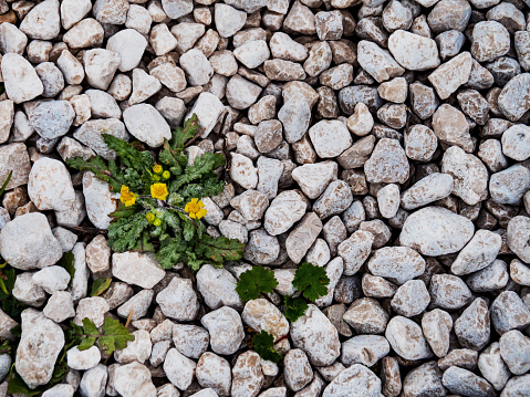 Stone footpath on small stone in garden