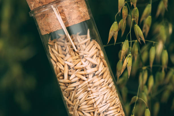 istock Harvested oat crop grain in plastic tube 1627643045