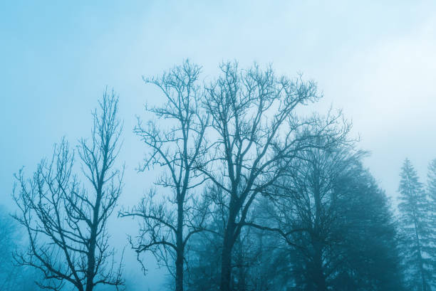 istock Haunting beauty of bare deciduous tree branches shrouded in fog. A mesmerizing blend of starkness and mystery. 1627645229