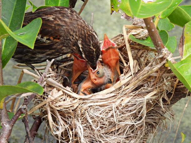 istock Red-winged Blackbird (Agelaius phoeniceus) - feeding its chicks in the nest 1627646294