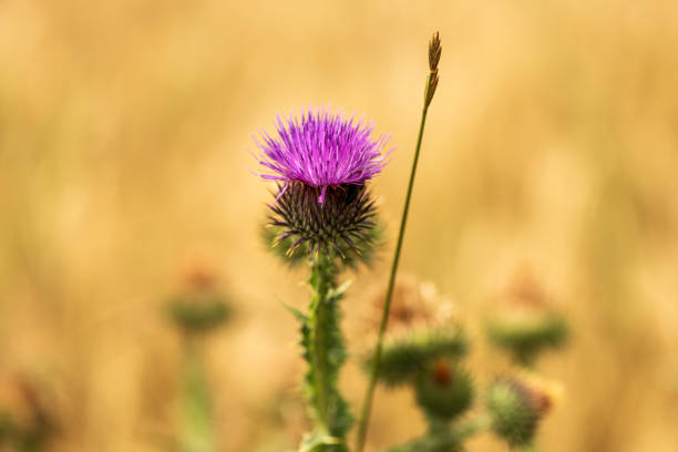 istock Scotch thistle (Onopordum acanthium) a uncultivated flowering plant 1627646305