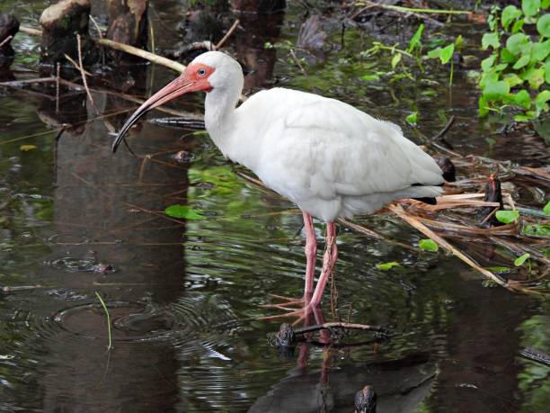 istock White Ibis (Eudocimus albus) - standing in the lake 1627656395