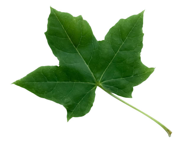 Green Maple Leaf Isolated on White Background,Element for Spring and Summer seasonal themed nature concept,Can use for Icon of Autumn or fall Season