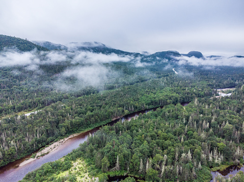 River landscape. Northern reindeer in summer forest. The sky, green trees and a river with brown water