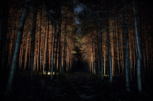 magical lights sparkling in mysterious forest at night. Nightmare pine forest. Long exposure shot