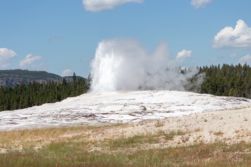 A gorgeous landscape shot of Yellowstone National Park featuring a collection of geysers in the foreground and a lush forest in the background