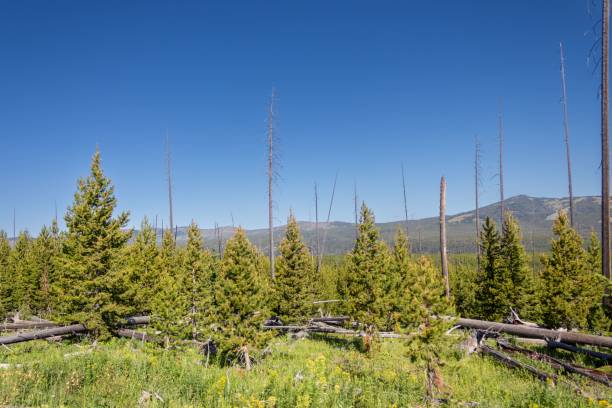 istock forest area with green grass and pine trees against blue sky 1627675315