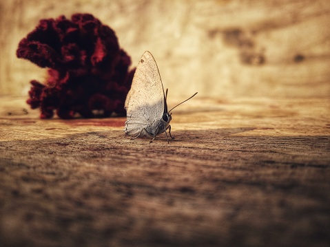 A butterfly on a wood surface