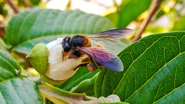 istock A close up of a fly 1627697089