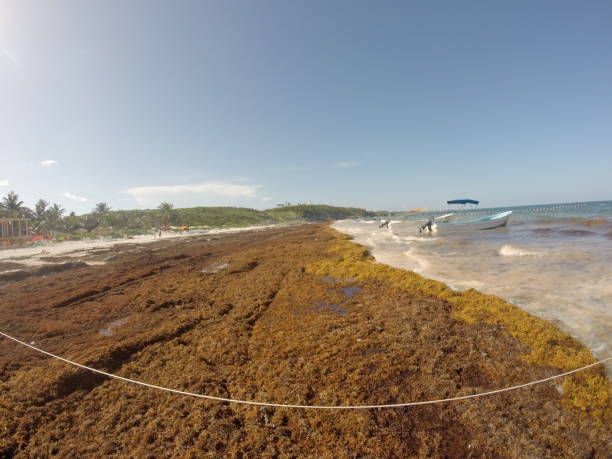 Plaża Tulum ruiny z sargazo – zdjęcie