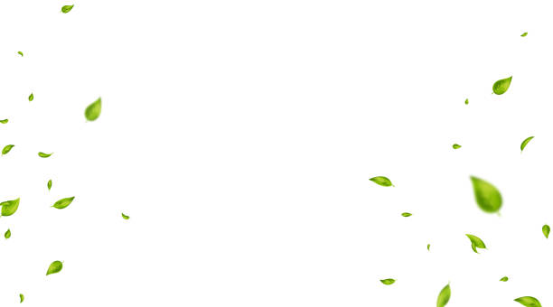 ilustrações de stock, clip art, desenhos animados e ícones de green flying leaves frame. leaf falling. wave foliage ornament. vegan, eco, organic design element. cosmetic pattern border. fresh tea background. beauty product. wedding decor. vector illustration - sustentabilidade