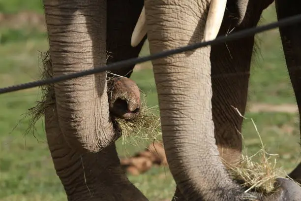 Photo of elephant in animal park outdoors in the afternoon Elephantidae
