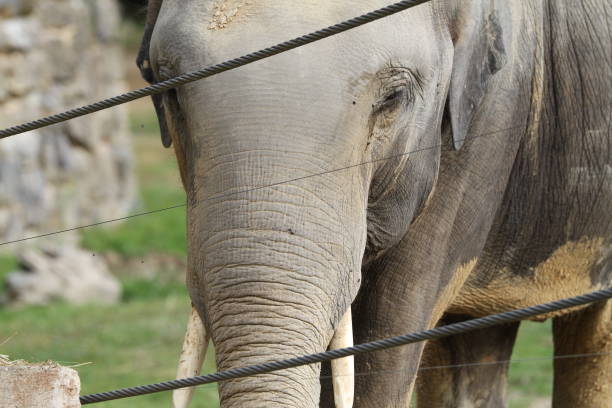 istock elephant in animal park outdoors in the afternoon Elephantidae 1627720188