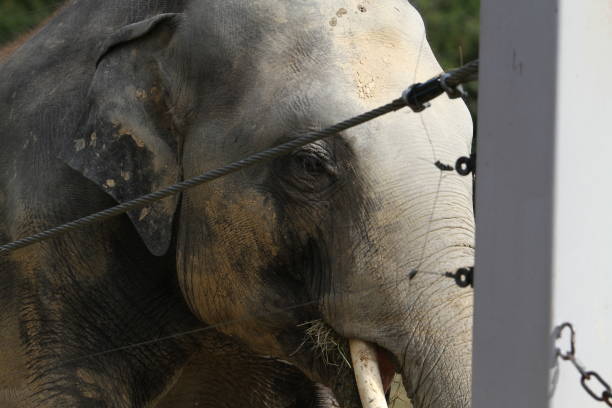 istock elephant in animal park outdoors in the afternoon Elephantidae 1627720697