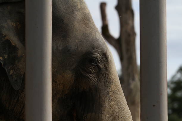 istock elephant in animal park outdoors in the afternoon Elephantidae 1627721152