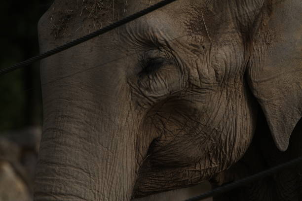 istock elephant in animal park outdoors in the afternoon Elephantidae 1627722357