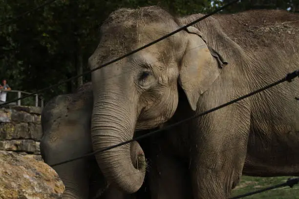 Photo of elephant in animal park outdoors in the afternoon Elephantidae