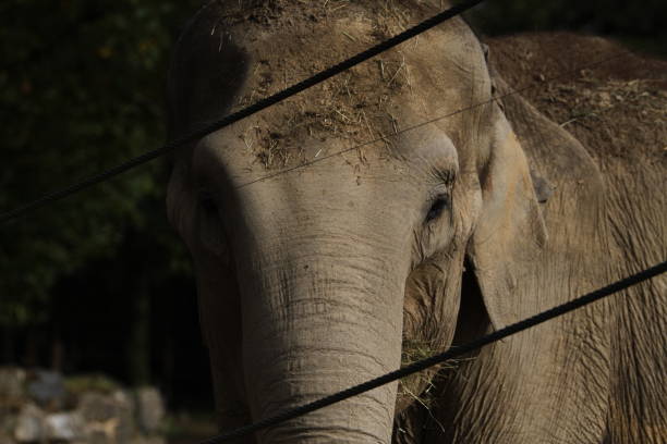 istock elephant in animal park outdoors in the afternoon Elephantidae 1627723978