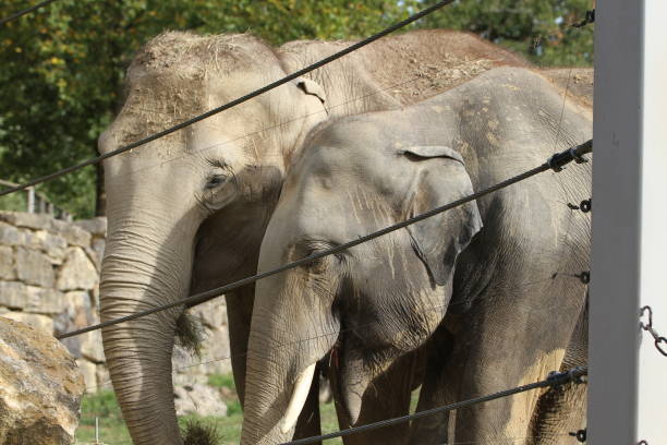 istock elephant in animal park outdoors in the afternoon Elephantidae 1627724495