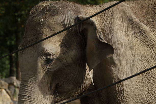 istock elephant in animal park outdoors in the afternoon Elephantidae 1627725018