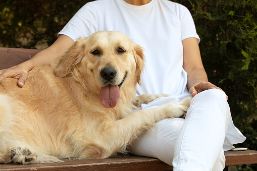 Golden retriever with his owner at the park.