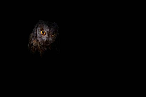 istock Owl. Dark background. Art in nature. Bird: Scops Owl. 1627759072