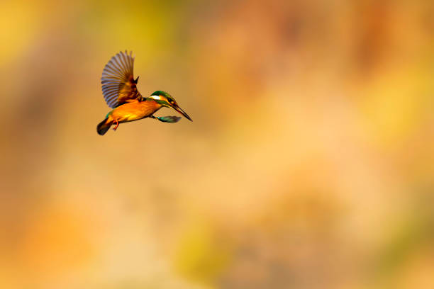 Common Kingfisher. Alcedo atthis.